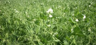 What to plant next year after peas, the best predecessors in crop rotation
