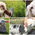 Hogyan lehet inni bárányt bárány nélkül otthon, etetési rendszer