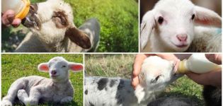 Hoe een lam zonder schaap thuis te drinken, voedingsschema