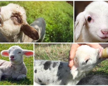 Wie man zu Hause ein Lamm ohne Schaf trinkt, Fütterungsschema