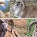 Descripción de las ovejas de las montañas turcomanas y su forma de vida, lo que también comen los enemigos.