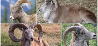 Descrizione delle pecore di montagna turkmene e del loro modo di vivere, ciò che mangiano anche i nemici