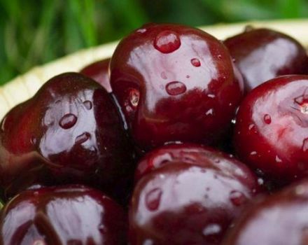 Priežastys, kodėl vyšnios neduoda vaisių ir ką daryti gydymui