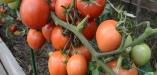 Charakterystyka i opis odmiany pomidora Nikola, plon