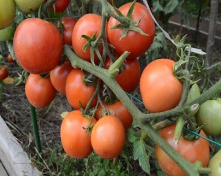 Charakteristiky a opis odrody rajčiakov Nikola, výnos