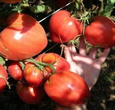 Descrição da variedade de tomate Miracle Altai, características de cultivo e cuidado
