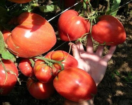 Pomidorų veislės „Miracle Altai“ aprašymas, auginimo ir priežiūros ypatybės