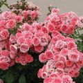 Περιγραφή των ποικιλιών τριαντάφυλλων floribunda, φύτευσης και φροντίδας στο ανοιχτό πεδίο για αρχάριους