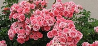 Beskrivelse af sorter af floribunda roser, plantning og pleje i det åbne felt for begyndere