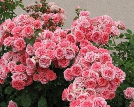 Descripción de variedades de rosas floribunda, plantación y cuidado en campo abierto para principiantes.