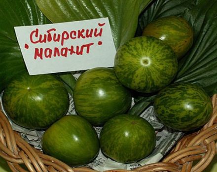 Περιγραφή της ποικιλίας ντομάτας Σιβηρίας μαλαχίτης και των χαρακτηριστικών του