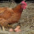 Priežastys, dėl kurių vištos nededa kiaušinių, ir ką daryti, kad kiaušiniai būtų geriau gaminami