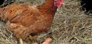 Redenen waarom kippen niet leggen en wat te doen voor een betere eierproductie