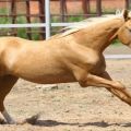 Kenmerken en geschiedenis van de oorsprong van zoute paarden