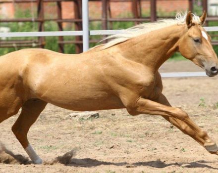 Characteristics and history of the origin of salt horses