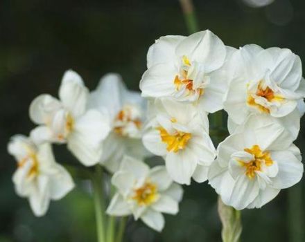 Description of the daffodil variety Sir Winston Churchill, planting and care rules