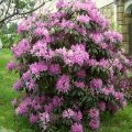 Paglalarawan at mga katangian ng Daursky rhododendron, pagtatanim at pangangalaga