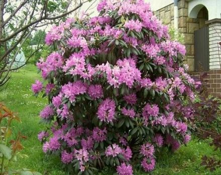 Opis i karakteristike Daursky rododendrona, sadnja i njega