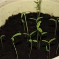 Why tomato seedlings stretch out, become thin and long, what to do