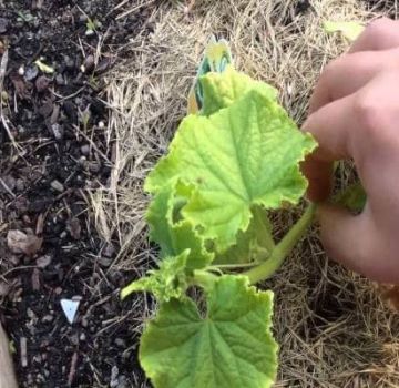 كيفية تشكيل البطيخ بشكل صحيح في الحقل المفتوح وفي دفيئة ، هل تحتاج إلى قرصة