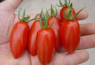Charakteristiky a opis odrody rajčiakov Raketa, jej úrody a pestovania