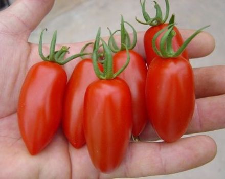 Caratteristiche e descrizione della varietà di pomodoro Raketa, sua resa e coltivazione