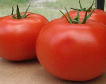 Pomidorų begalybės veislės charakteristikos ir aprašymas