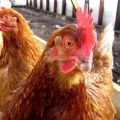 What to do and how to treat diarrhea in laying hens at home with drugs and folk remedies