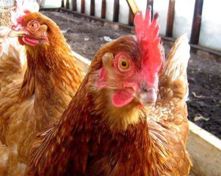 Cosa fare e come trattare la diarrea nelle galline ovaiole a casa con farmaci e rimedi popolari