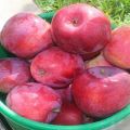 Опис и карактеристике Коваленковске јабуке, садња, узгој и нега