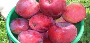 Beschrijving en kenmerken van de Kovalenkovskoe-appelboom, planten, groeien en verzorgen