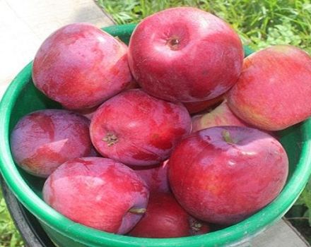 Opis i cechy jabłoni Kovalenkovskoye, sadzenie, uprawa i pielęgnacja