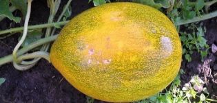 Methods of combating melon diseases, their treatment and processing, danger to humans