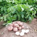 Beschrijving van het aardappelras Slavyanka, kenmerken van teelt en verzorging