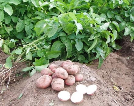 Opis odrody zemiakov Slavyanka, vlastnosti pestovania a starostlivosti