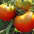 Charakteristika a opis odrody paradajok Fat Jack, jej výnos