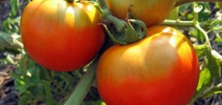Tomaattilajikkeen Fat Jack ominaisuudet ja kuvaus, sen sato