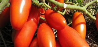 Eigenschaften und Beschreibung der Gazpacho-Tomatensorte, deren Ertrag