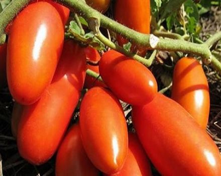 Egenskaber og beskrivelse af Gazpacho-tomatsorten, dens udbytte