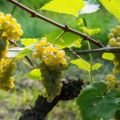 How to grow grapes in the Leningrad region in a greenhouse and open field, planting and care