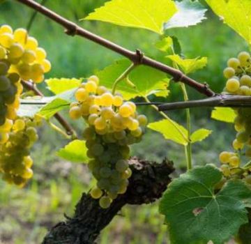 Kuinka kasvattaa viinirypäleitä Leningradin alueella kasvihuoneessa ja avomerillä, istuttaminen ja hoito