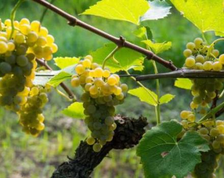 Kako uzgajati grožđe u Lenjingradskoj regiji u stakleniku i otvorenom polju, sadnju i njezi