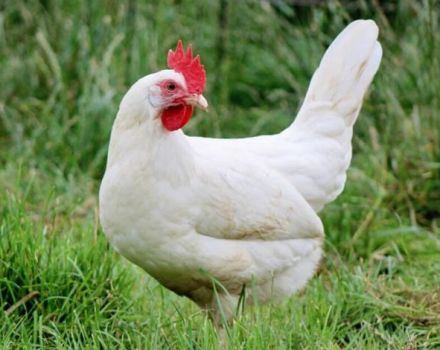 Beschrijving en voorwaarden voor het houden van kippen van het Russische witte ras