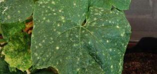 Hvad skal man gøre, hvis der vises huller på bladene på agurker