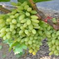 Descripción de la variedad de uva Kishmish 342, sus pros y contras, consejos para su cultivo y cuidado.