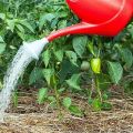 Come nutrire il pepe con iodio e può essere usato come fertilizzante?