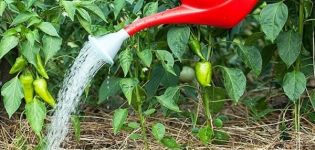 Jak nakrmit pepř jodem a lze jej použít jako hnojivo?