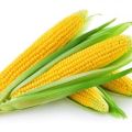 TOP 50 best varieties of sweet corn with description and cultivation