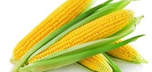 TOP 50 mejores variedades de maíz dulce con descripción y cultivo