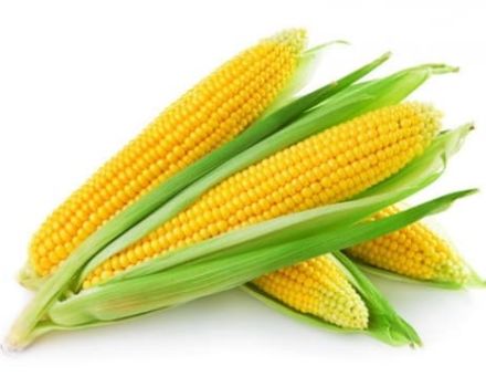 TOP 50 des meilleures variétés de maïs sucré avec description et culture